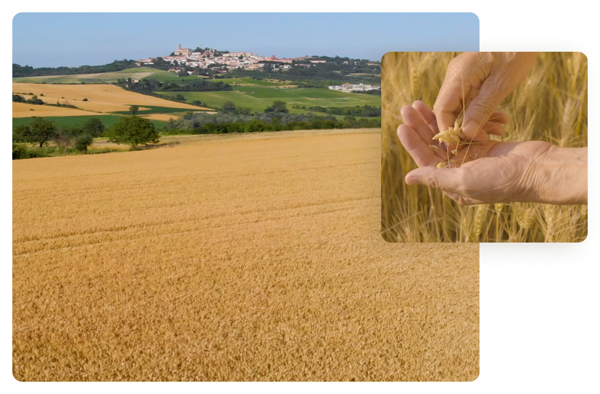 Il campo
